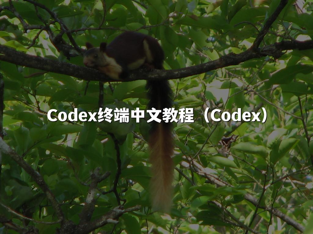 Codex终端中文教程(Codex)
