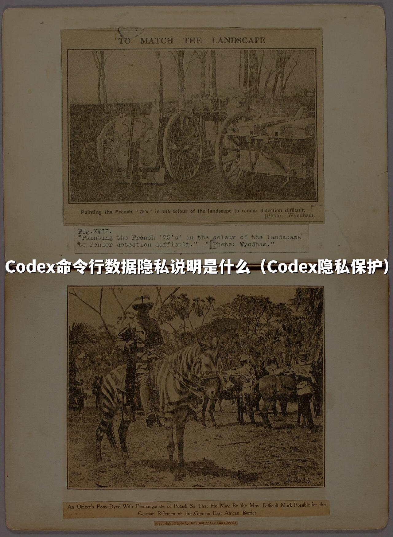 Codex命令行数据隐私说明是什么（Codex隐私保护）